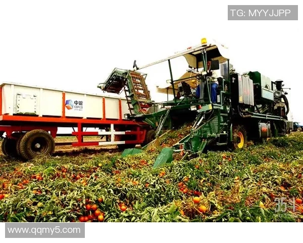沐鸣2未来发展规划展望与战略布局分析及市场前景预测